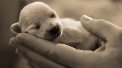 Animal Puppy Sleeping Animals Wallpaper 4K 1918x1078 Ultrawide