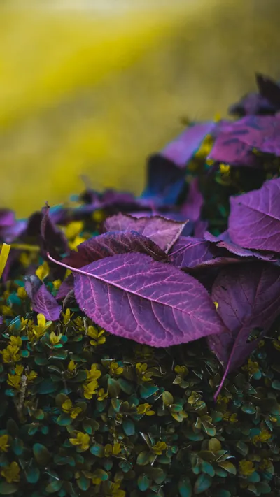 Purple Leaves Green Plant Samsung Abstract Wallpaper 4K 2385x4240 Brown, Orange, Gray