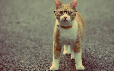 Serene Cute Wallpaper Animals Wallpaper 4K 1920x1200 Hd, Desktop, Wallpaper, Featuring, A, Cute, Cat, Wearing, Glasses, Standing, Textured, Surface, Gray, Ultrawide, Full HD