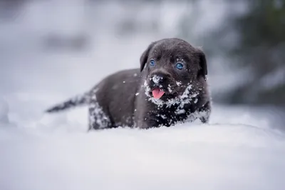 General Wallpaper 2046x1363 Animals Wallpaper 4K 2046x1363 Full HD, Ultrawide