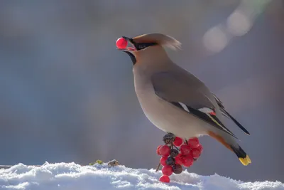 General Wallpaper 1918x1279 Animals Wallpaper 4K 1918x1279 Beak, Snow-covered, Landscape