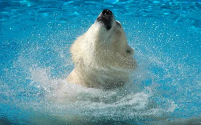 Vibrant Polar Wallpaper Wallpaper 4K, Abstract category