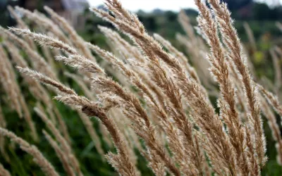 Nature Grass Nature Nature Wallpaper 4K 2878x1798 Ultrawide, QHD