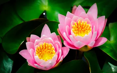 Two Vibrant Pink Wallpaper 4K, Abstract category