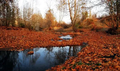 Autumn Nature Small Lake Nature Wallpaper 4K 1648x975 Leaf-strewn, Ultrawide