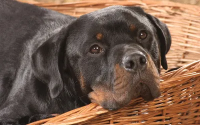 Epic Rottweiler Wallpaper Animals Wallpaper 4K 1920x1200 Hd, Desktop, Wallpaper, And, Background, Featuring, A, Rottweiler, Resting, Wicker, Basket, Captures, Orange, Brown, Gray, Ultrawide, Full HD