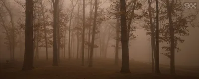 Serene Tall Trees Nature Wallpaper 4K 2558x1022 Ultrawide, Full HD