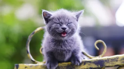 General Wallpaper 2046x1150 Animals Wallpaper 4K 2046x1150 Full HD, Ultrawide