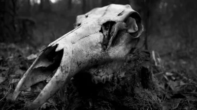 Moody Dark Wallpaper Wallpaper 4K, Animals category