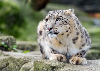 General Wallpaper 3802x2715 Animals Wallpaper 4K 3802x2715 Landscape, QHD