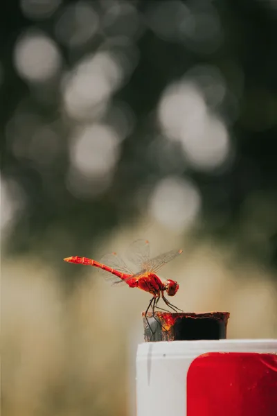 Red Dragonfly Sitting Fantasy Wallpaper 4K 2482x3723 Gray