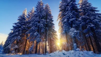 Serene Winter Forest Wallpaper 4K, Nature category