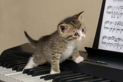 Sleek Baby Wallpaper Animals Wallpaper 4K 2000x1333 Hd, Pc, Desktop, Wallpaper, And, Background, Baby, Animal, Kitten, Cat, Standing, Piano, Gray, Ultrawide, Full HD