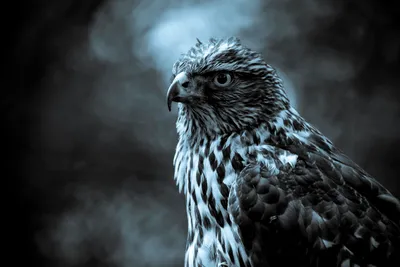 Detailed Close Falcon Abstract Wallpaper 4K 3072x2048 An, Hd, Desktop, Wallpaper, Featuring, A, Detailed, Close-up, Falcon, Highlighting, Sharp, Features, Gray, White, Landscape, QHD