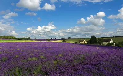 Epic Lavender Wallpaper Wallpaper 4K, Nature category