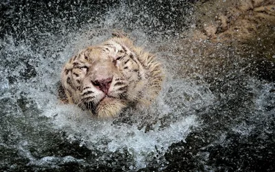 Vivid White Wallpaper Animals Wallpaper 4K 2560x1600 Hd, Desktop, Wallpaper, Featuring, A, White, Tiger, Playfully, Splashing, Water, 039, Head, Gray, Ultrawide, QHD
