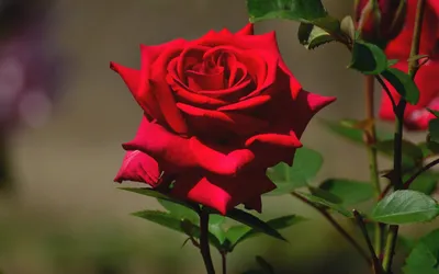 Vibrant Red Rose Wallpaper 4K, Nature category