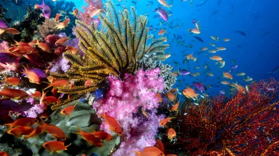 Vivid Vibrant Wallpaper Abstract Wallpaper 4K 1920x1080 Vibrant, Underwater, Scene, Showcasing, Colorful, Coral, Reefs, And, Diverse, Tropical, Fish, Crystal-clear, Red, Yellow, Ultrawide, Full HD