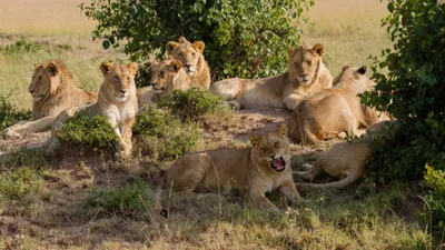 Serene Definition Wallpaper Animals Wallpaper 4K 3840x2160 A, High-definition, Desktop, Wallpaper, Featuring, Pride, Of, Lions, Resting, Among, Bushes, Grassy, Gray, Ultrawide, 4K