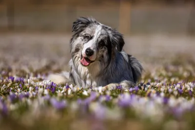 Animal Australian Shepherd Animals Wallpaper 4K 4096x2732 Animal, Australian, Shepherd, Hd, Desktop, Wallpaper, Background, Gray, Landscape, 4K