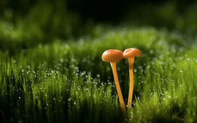 Calm Close Wallpaper Wallpaper 4K, Nature category