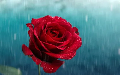 Vibrant Vibrant Wallpaper Abstract Wallpaper 4K 1920x1200 Hd, Desktop, Wallpaper, Featuring, A, Vibrant, Red, Rose, Water, Droplets, Against, Softly, Gray, Ultrawide, Full HD