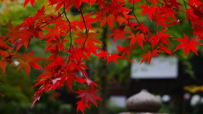 Vibrant Red Maple Nature Wallpaper 4K 1920x1080 Hd, Desktop, Wallpaper, Featuring, Vibrant, Red, Maple, Leaves, Against, Blurred, Green, Natural, Ultrawide, Full HD