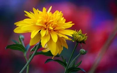 Vibrant Yellow Flower Stands Out Nature Wallpaper 4K 1920x1200 A, Vibrant, Yellow, Flower, Stands, Out, Against, Blurred, Reds, Purples, Showcasing, Beauty, Purple, Ultrawide, Full HD