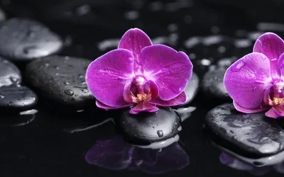 Radiant Close Wallpaper Black/Dark Wallpaper 4K 2560x1600 A, Close-up, Of, Vibrant, Purple, Orchids, Resting, On, Smooth, Black, Stones, Surrounded, Brown, Yellow, Pink, Ultrawide, QHD