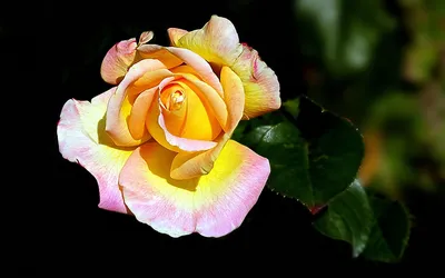 Close Delicate Yellow Black/Dark Wallpaper 4K 1920x1200 Hd, Pc, Desktop, Wallpaper, Featuring, A, Close-up, Of, Delicate, Yellow, Pink, Rose, White, Orange, Purple, Ultrawide, Full HD