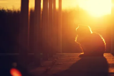 Silhouette Cat Sitting Animals Wallpaper 4K 2048x1371 Hd, Desktop, Wallpaper, Featuring, A, Silhouette, Of, Cat, Sitting, Wooden, Deck, Bathed, White, Brown, Landscape, Full HD