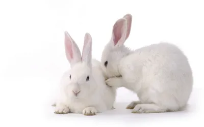 Two Adorable White Rabbits Minimal Wallpaper 4K 1920x1200 Two, Adorable, White, Rabbits, Cuddle, Together, On, A, Clean, Bright, Creating, Charming, Ultrawide, Full HD