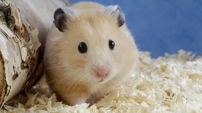 Cute Fluffy Hamster Light Fur Abstract Wallpaper 4K 1920x1080 A, Cute, Fluffy, Hamster, With, Light, Fur, Sits, Bed, Wood, Shavings, Surrounded, Brown, Gray, Ultrawide, Full HD