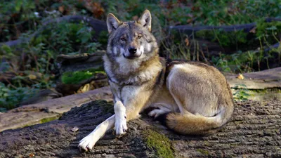 Wolf Sitting Forest Log Displaying Animals Wallpaper 4K 1920x1080 Hd, Desktop, Wallpaper, Featuring, A, Wolf, Sitting, On, Forest, Log, Displaying, Serene, White, Gray, Ultrawide, Full HD