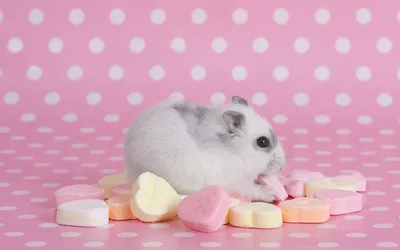 Dreamy Cute Wallpaper Abstract Wallpaper 4K 1920x1200 A, Cute, Hamster, Sits, Among, Colorful, Heart-shaped, Candy, Pink, Polka, Dot, Making, Gray, Ultrawide, Full HD