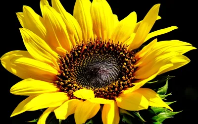 Vivid Vibrant Wallpaper Nature Wallpaper 4K 2560x1600 Vibrant, Close-up, Of, A, Sunflower, With, Bright, Yellow, Petals, Detailed, Center, Captured, Pink, Ultrawide, QHD