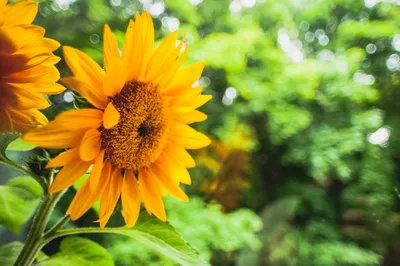 Vibrant Sunflower Blooms Nature Wallpaper 4K 2048x1363 A, Vibrant, Sunflower, Blooms, In, The, Foreground, Surrounded, Lush, Greenery, Creating, Stunning, Purple, Orange, Ultrawide, Full HD