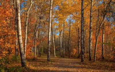 Serene Fall Forest Tall Trees Nature Wallpaper 4K 1920x1200 Hd, Pc, Desktop, Wallpaper, Featuring, A, Serene, Fall, Forest, Scene, Tall, Trees, Brown, Ultrawide, Full HD