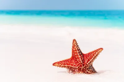 Sand Depth Field Animal Starfish Animals Wallpaper 4K 5441x3627 Sand, Depth, Of, Field, Animal, Starfish, Hd, Desktop, White, Ultrawide, 4K