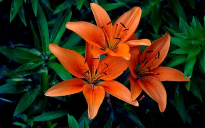 Dark Flower Wallpaper Nature Wallpaper 4K 2560x1600 Flower, Petal, Macro, Nature, Lily, Hd, Desktop, Wallpaper, Orange, Red, Ultrawide, QHD