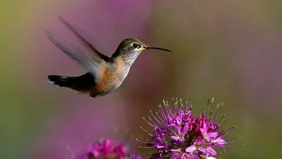 Misty Animal Wallpaper Animals Wallpaper 4K 1680x945 Animal, Hummingbird, Hd, Desktop, Wallpaper, Background, Image, Brown, Ultrawide