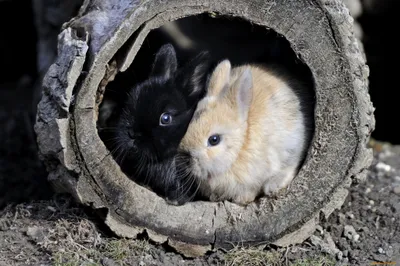 Bold Two Wallpaper Black/Dark Wallpaper 4K 2048x1362 Two, Adorable, Rabbits, One, Black, And, Tan, Nestled, Together, Inside, Rustic, Log, White, Gray, Ultrawide, Full HD