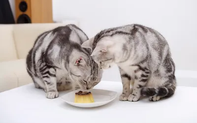 Dark Two Wallpaper Animals Wallpaper 4K 1920x1200 Two, Adorable, Striped, Cats, Curiously, Inspect, A, Dessert, Plate, Cozy, Setting, Making, White, Ultrawide, Full HD
