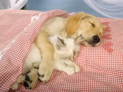 Golden Cute Wallpaper Abstract Wallpaper 4K 1600x1200 Hd, Desktop, Wallpaper, Featuring, A, Cute, Puppy, And, Kitten, Cuddled, Together, Under, Pink, Gray, Landscape