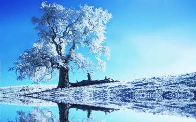 Vibrant Serene Wallpaper Nature Wallpaper 4K 1920x1200 Hd, Pc, Desktop, Wallpaper, Of, A, Serene, Winter, Landscape, Frosted, Tree, Beside, White, Ultrawide, Full HD