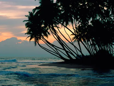 Dreamy Serene Wallpaper Nature Wallpaper 4K 1600x1200 A, Serene, Beach, Scene, At, Sunset, Featuring, Silhouetted, Palm, Trees, Leaning, Towards, Gray, Landscape