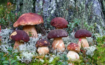 Nature Group Brown Mushrooms Growing Nature Wallpaper 4K 1920x1200 Hd, Nature, Desktop, Wallpaper, Featuring, A, Group, Of, Brown, Mushrooms, Growing, Base, Gray, Ultrawide, Full HD