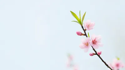 Vibrant Minimalist Wallpaper Minimal Wallpaper 4K 3840x2160 Minimalist, Spring, Blossom, Branch, With, Pale, Pink, Flowers, Fresh, Green, Leaves, Soft, White, Ultrawide, 4K