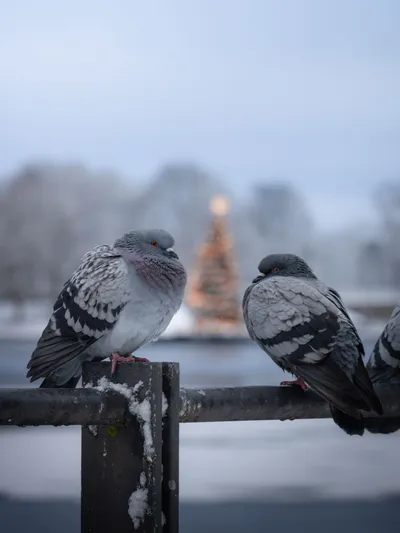 Crisp Pigeons Wallpaper Nature Wallpaper 4K 3370x4494 White