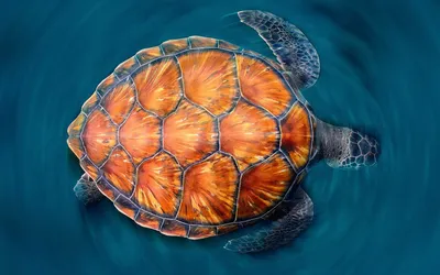 Vibrant Turtle Glides Clear Wallpaper 4K, Nature category